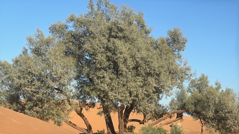 MUNIGA - Merzouga Maroc